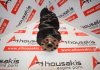 Στρόφαλος 90466352, C12NZ, X12SZ, X14SZ, X14NZ, C14SE, C14NZ για OPEL C12NZ, X12SZ, X14SZ, X14NZ, C14SE, C14NZ