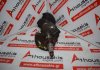 Kurbelwelle 3654, 3.3, 4556224 zum CHRYSLER, DODGE 
