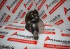 Albero motore G52B per MITSUBISHI G52B