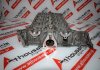 Testata YC1Q6090BC, 1099947, 1701911 per FORD D2FA,  D4FA, D0FA, F4FA, FXFA