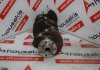 Kurbelwelle 291, 7700741135 zum RENAULT 